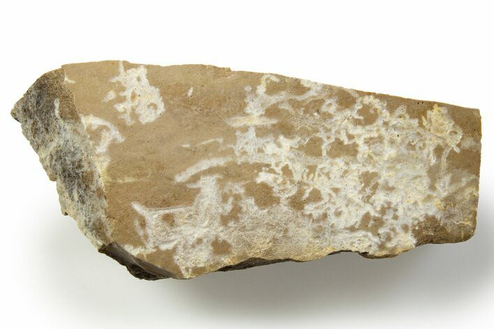 Fossil Tyrannosaur (T rex) Limb Bone Section - Wyoming #314032